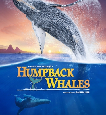 Humpback Whales Feature