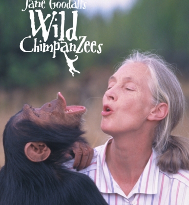 Jane Goodall’s Wild Chimpanzees